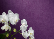 Interior view 5 of the wallpaper collection Felicia, A.S. Création